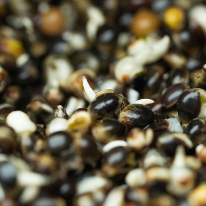 L4L - Hemp seed (dry cook at home)